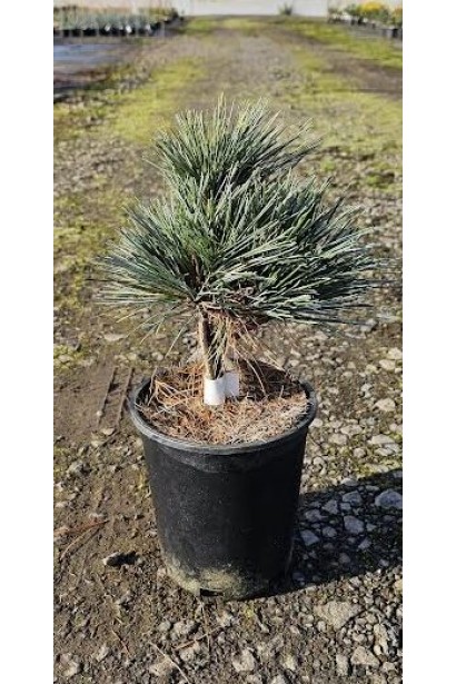 Сосна Blue Shag в горщику. 